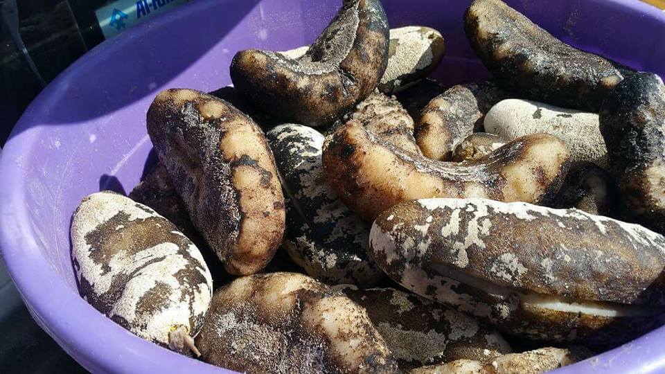 سقطرى احجار